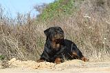 ROTTWEILER 099